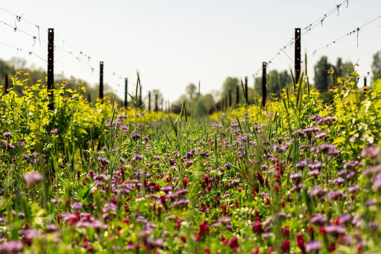 Musella Winery & Relais San Martino Buon Albergo